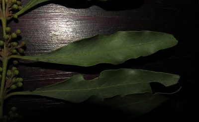 Euclea divinorum, photographed by Brian du Preez