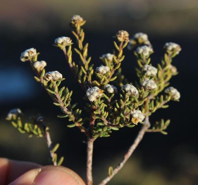 Phylica rogersii, photographed by Tony Rebelo