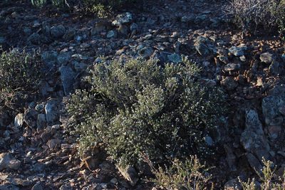 Phylica rogersii, photographed by Tony Rebelo