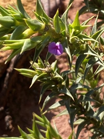 Muraltia cliffortiifolia, photographed by Christina