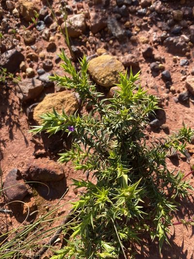 Muraltia cliffortiifolia, photographed by Christina