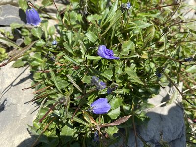 Campanula cochleariifolia, photographed by Patrick Delhalt