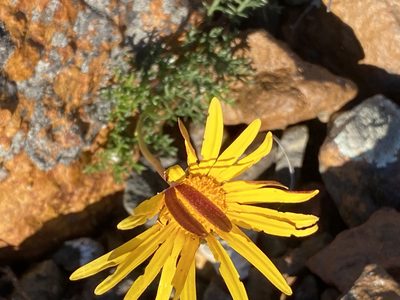 Ursinia discolor, photographed by Christina