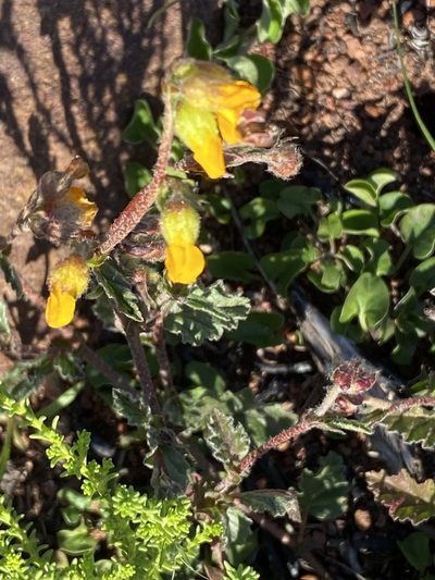 Hermannia decumbens, photographed by Christina