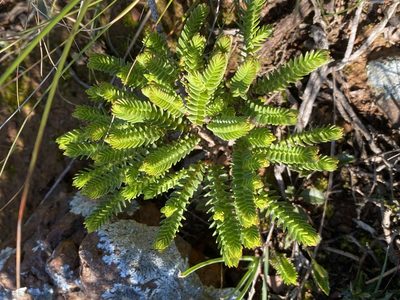 Crassula ericoides, photographed by Christina