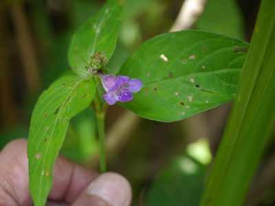 Asystasia dalzelliana, photographed by Dinesh Valke