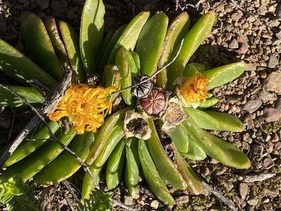 Glottiphyllum longum, photographed by Christina