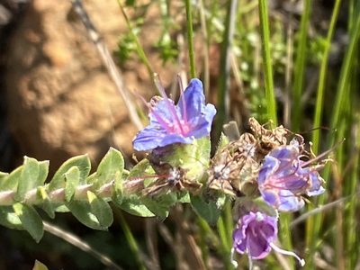 Lobostemon echioides, photographed by Christina
