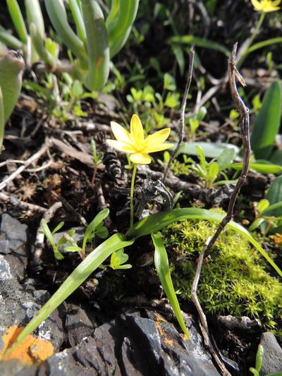 Pauridia gracilipes, photographed by Jacques van der Merwe