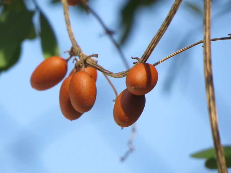 Cayaponia racemosa, photographed by Francisco Emilio Roldán Velasco