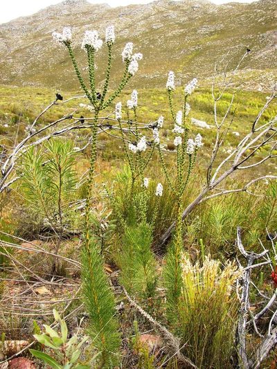 Paranomus adiantifolius, photographed by Tony Rebelo