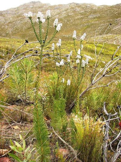 Paranomus adiantifolius, photographed by Tony Rebelo
