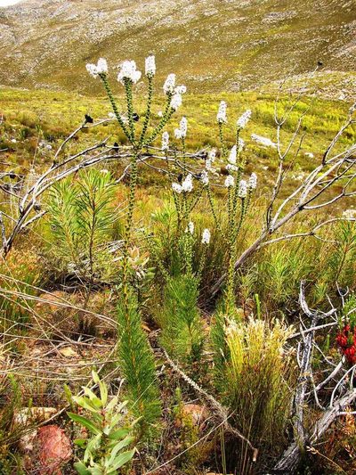 Paranomus adiantifolius, photographed by Tony Rebelo