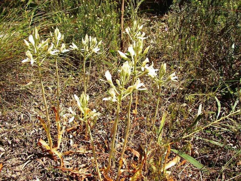 Disa draconis, photographed by Tony Rebelo
