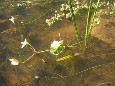 Oxalis natans, photographed by Tony Rebelo