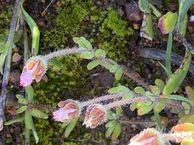Drosanthemum striatum, photographed by Christina