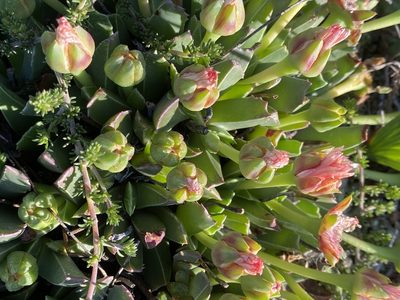 Acrodon bellidiflorus, photographed by Christina