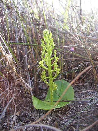 Liparis capensis, photographed by Tony Rebelo