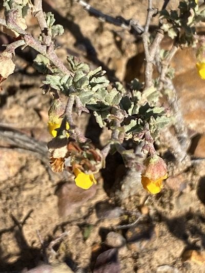 Hermannia cuneifolia, photographed by Christina