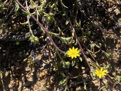 Osteospermum calendulaceum, photographed by Christina