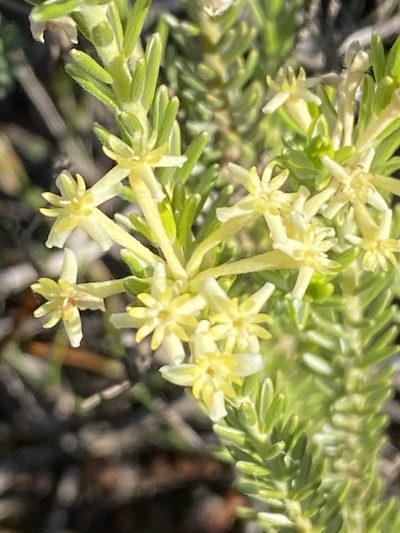Gnidia caniflora, photographed by Christina