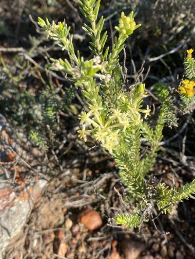 Gnidia caniflora, photographed by Christina