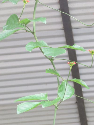 Psiguria warscewiczii, photographed by Francisco Emilio Roldán Velasco