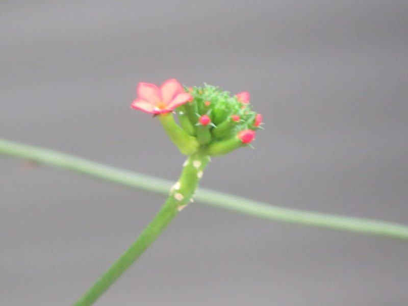 Psiguria warscewiczii, photographed by Francisco Emilio Roldán Velasco