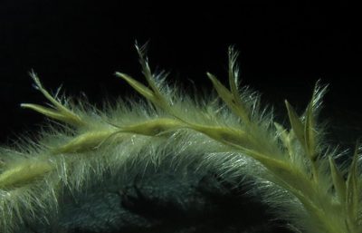 Elionurus muticus, photographed by Brian du Preez
