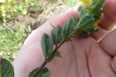 Hermannia salviifolia, photographed by Brian du Preez