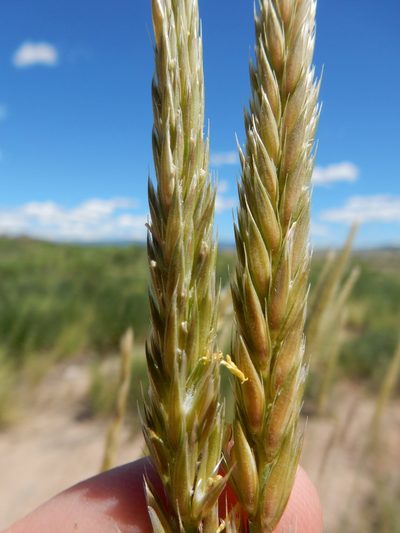 Psathyrostachys juncea, photographed by Matt Lavin