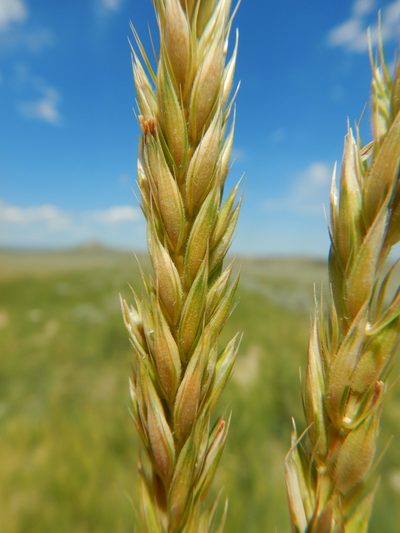 Psathyrostachys juncea, photographed by Matt Lavin