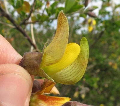 Crotalaria capensis, photographed by Brian du Preez