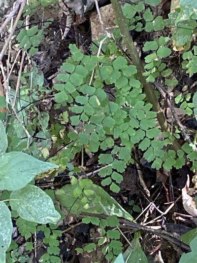 Adiantum braunii, photographed by Frances Oliver