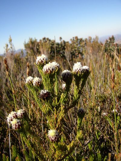 Leucadendron sorocephalodes, photographed by Tony Rebelo