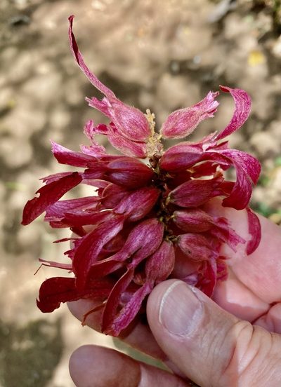 Triplaris cumingiana, photographed by tlaloc27