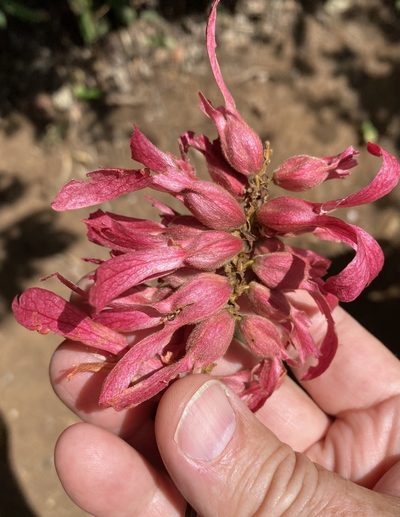 Triplaris cumingiana, photographed by tlaloc27