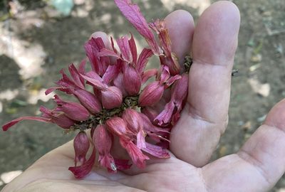 Triplaris cumingiana, photographed by tlaloc27