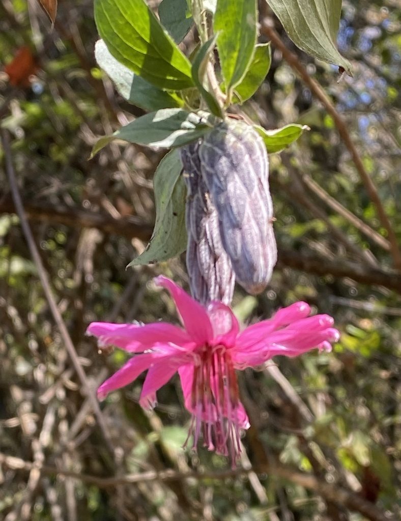 Barnadesia aculeata, photographed by tlaloc27