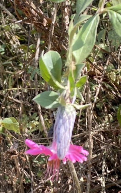Barnadesia aculeata, photographed by tlaloc27
