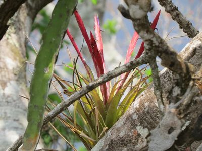 Tillandsia flabellata, photographed by Francisco Emilio Roldán Velasco