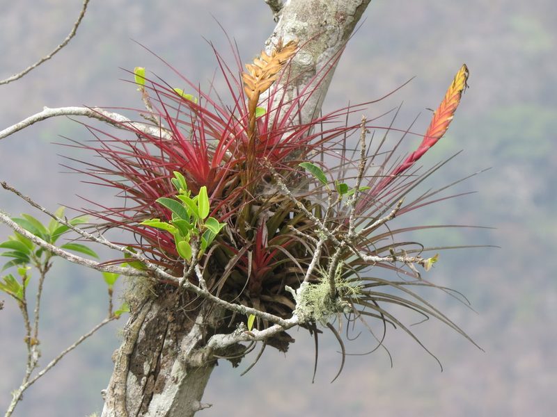 Tillandsia tricolor, photographed by Francisco Emilio Roldán Velasco
