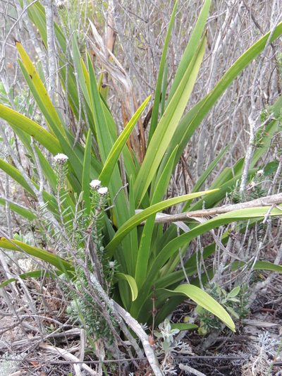 Eulophia lamellata, photographed by Jacques van der Merwe