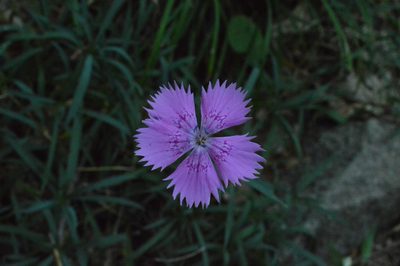 Dianthus seguieri, photographed by Irene Saltini