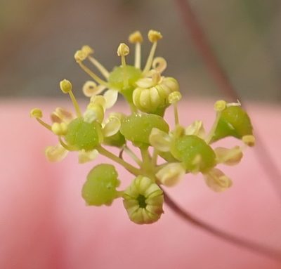 Chamarea capensis, photographed by Nicola van Berkel