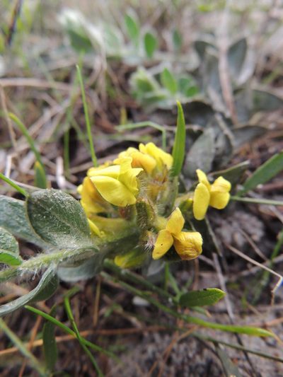 Xiphotheca reflexa, photographed by Jacques van der Merwe