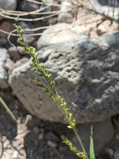 Urochloa arizonica, photographed by Dominic Gentilcore