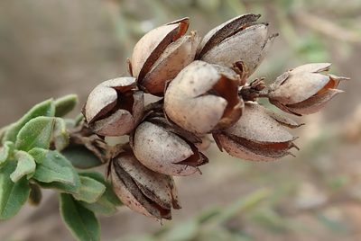 Freylinia undulata, photographed by Nicola van Berkel