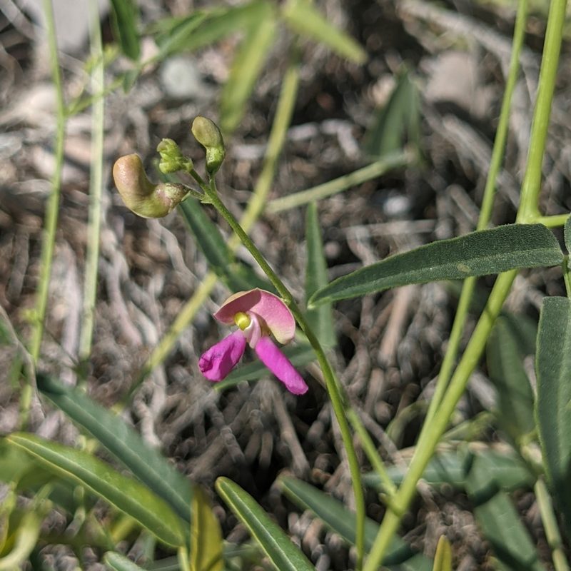 Phaseolus angustissimus, photographed by Dominic Gentilcore