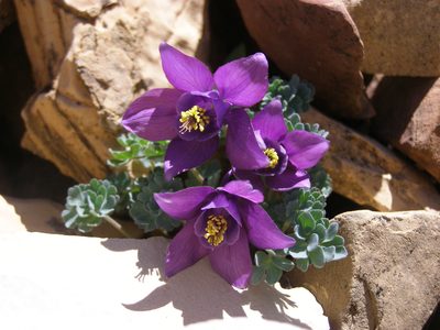 Aquilegia jonesii, photographed by John W. Hancock